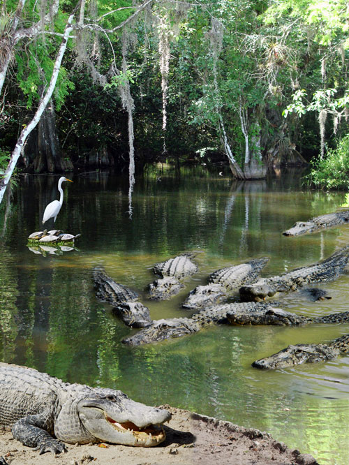 Alligator Alley Fine Art Print